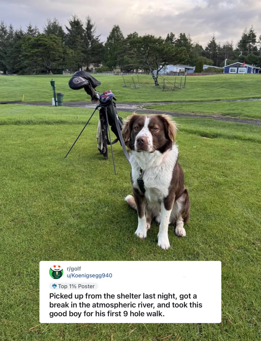 ForePlayPod's tweet image. From shelter dog to golf dog.

Hell yes.