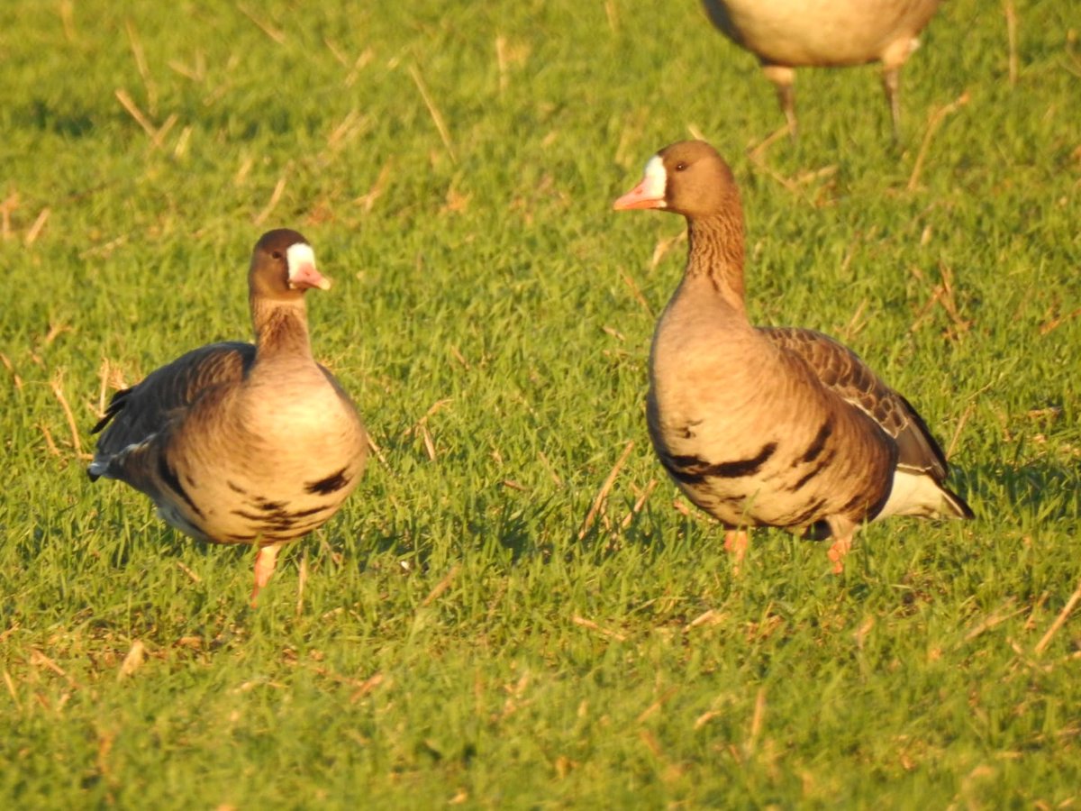 Nigel Smith tweet media