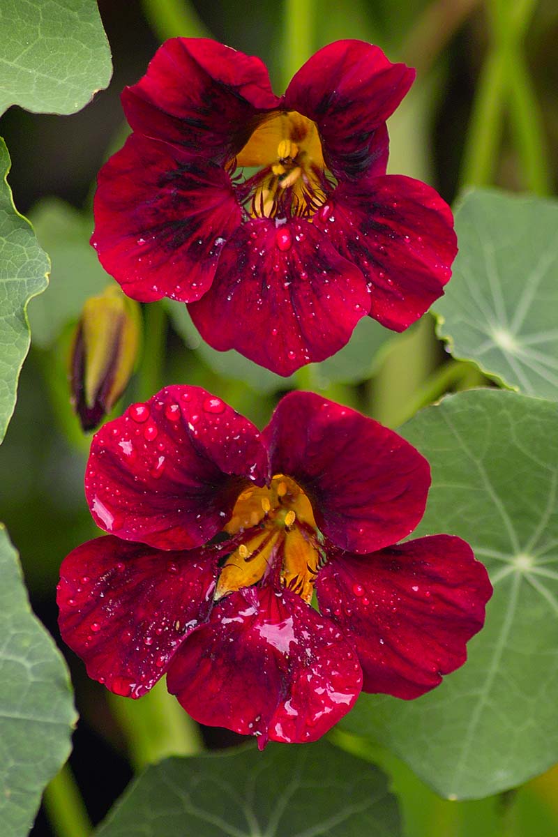 Gardeners_Path_'s tweet image. 15 of the Best Nasturtium Varieties - Edible, elegant, and easy to grow, nasturtiums are sure to brighten up your garden. Discover our top picks now on Gardener's Path. gardenerspath.com/plants/flowers… #nasturtiums #edibleflowers