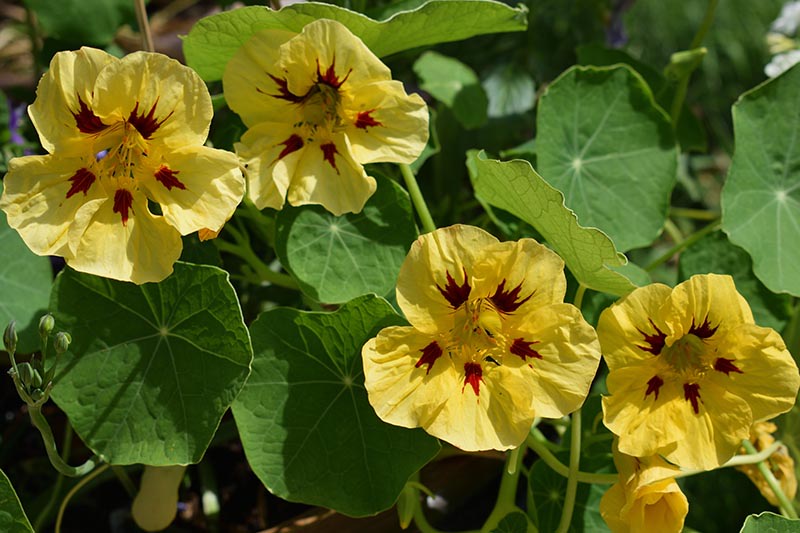 Gardeners_Path_'s tweet image. 15 of the Best Nasturtium Varieties - Edible, elegant, and easy to grow, nasturtiums are sure to brighten up your garden. Discover our top picks now on Gardener's Path. gardenerspath.com/plants/flowers… #nasturtiums #edibleflowers