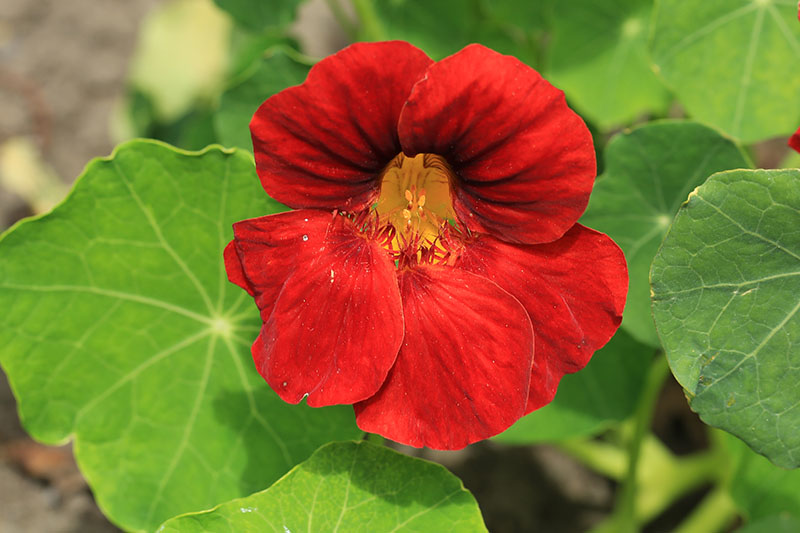 Gardeners_Path_'s tweet image. 15 of the Best Nasturtium Varieties - Edible, elegant, and easy to grow, nasturtiums are sure to brighten up your garden. Discover our top picks now on Gardener's Path. gardenerspath.com/plants/flowers… #nasturtiums #edibleflowers