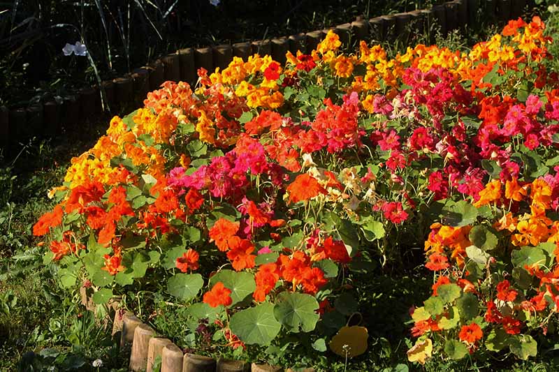 Gardeners_Path_'s tweet image. 15 of the Best Nasturtium Varieties - Edible, elegant, and easy to grow, nasturtiums are sure to brighten up your garden. Discover our top picks now on Gardener's Path. gardenerspath.com/plants/flowers… #nasturtiums #edibleflowers