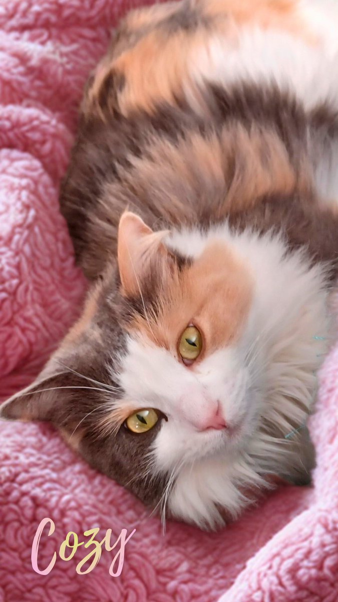 Wishing Everypawdy a Cozy Caturday!😽🩷 #Caturday #CozyVibes #WeekendVibes #SaturdayVibes #cats #Cat