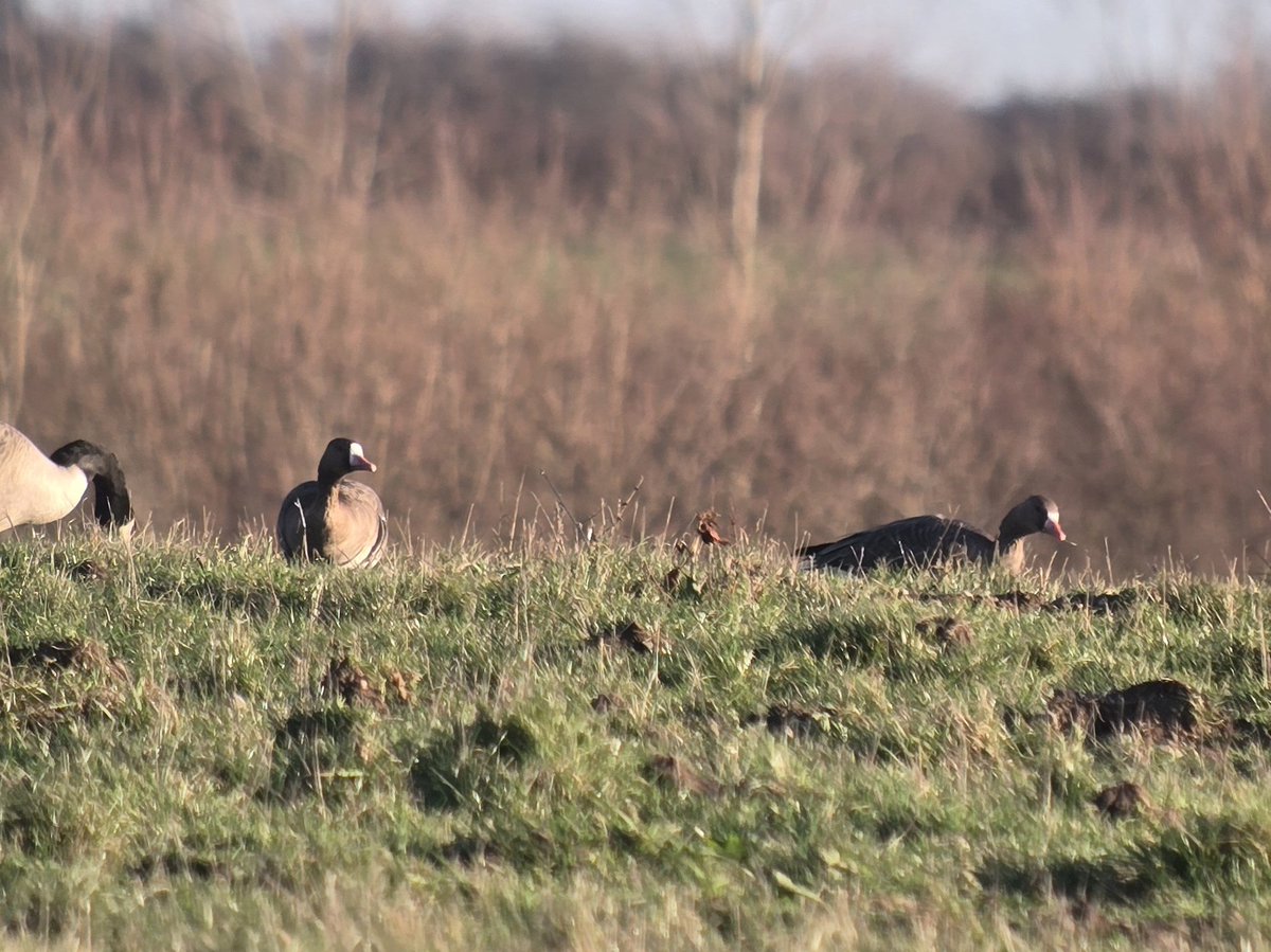 Kevin Clements tweet media