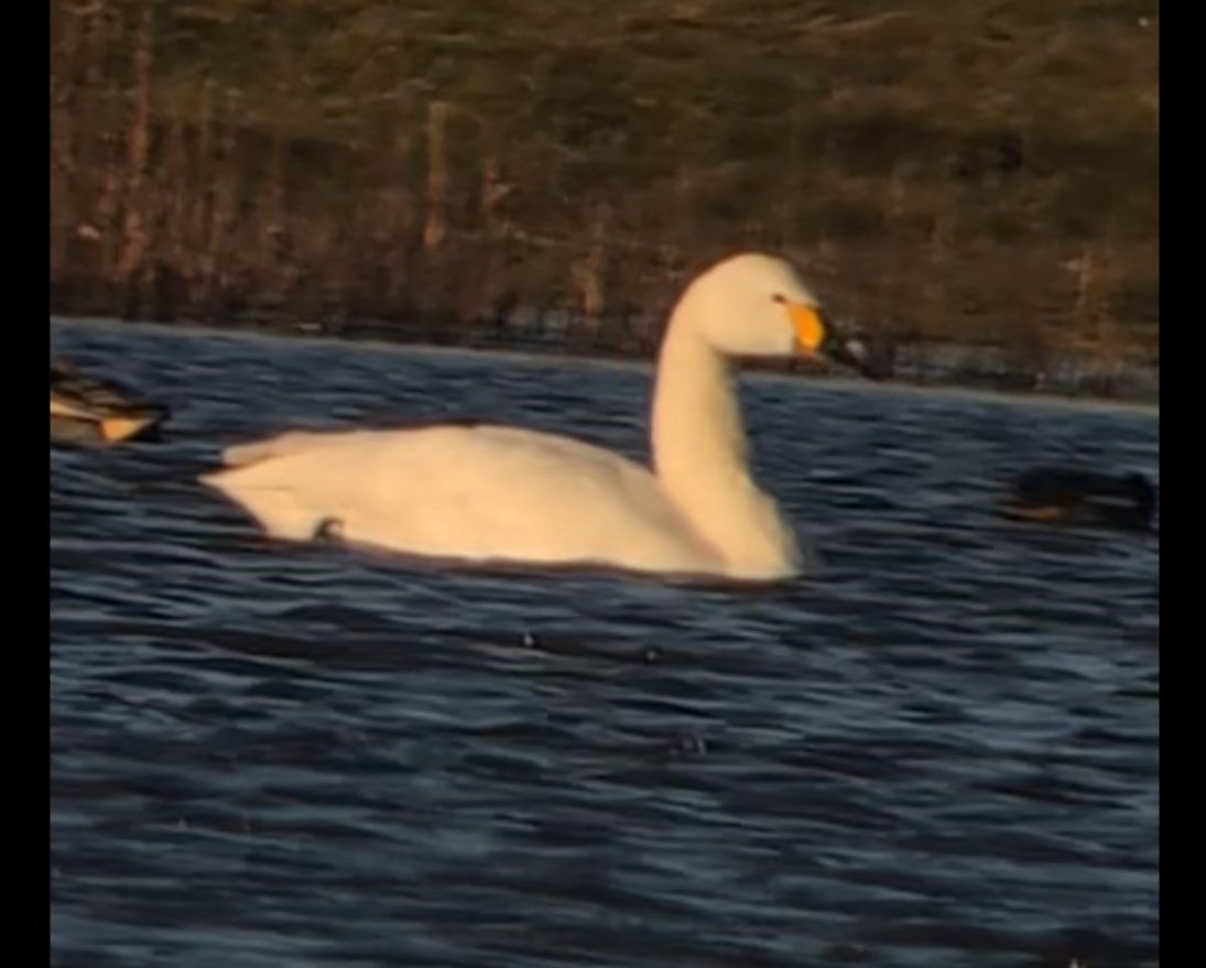 Aaron Long tweet media