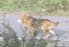 MissingTarn81's tweet image. 03.01.26 Signalé errant : chien noir/feu type Berger à Lescure d'Albigeois.  #Tarn