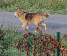MissingTarn81's tweet image. 03.01.26 Signalé errant : chien noir/feu type Berger à Lescure d'Albigeois.  #Tarn
