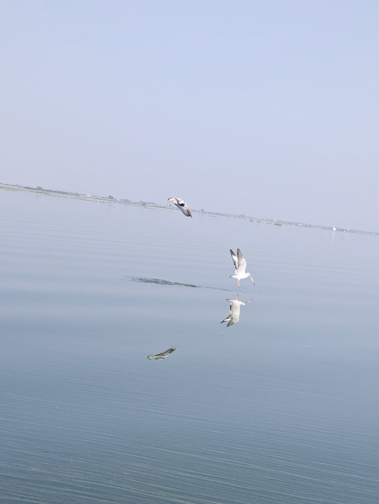 DesiPolit's tweet photo. Wings over wetlands: A serene escape at Bhigwan Bird Sanctuary.
#birdwatching #birding #birdbot https://t.co/dSXzHuw9aC