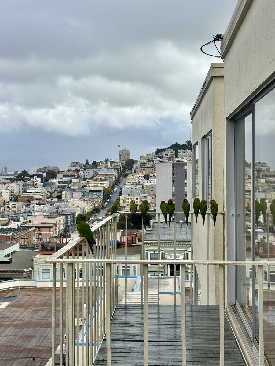 happy new year from me and the SF parrots 🦜