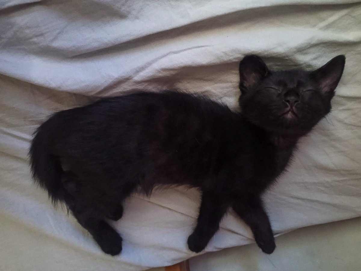 MateBalba's tweet photo. es el bicho más lindo del mundo, te amo cucurucho https://t.co/DbsT4mfoJN