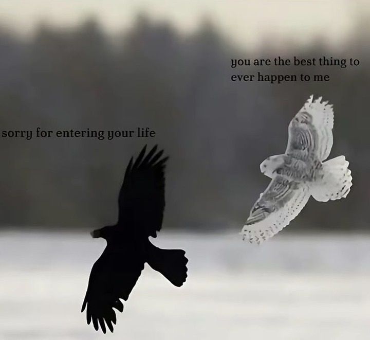 Black. (@blackdreamvibes) on Twitter photo 