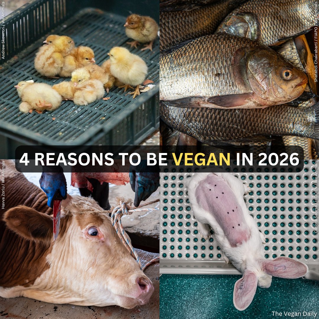The_Vegan_Daily's tweet photo. Like us, animals are individuals with their own likes, dislikes and unique personalities. They value their lives and don't want to be exploited by us for any reason. 🐾

Start the #NewYear by going #vegan for them. 💚 https://t.co/K4rIimh60a