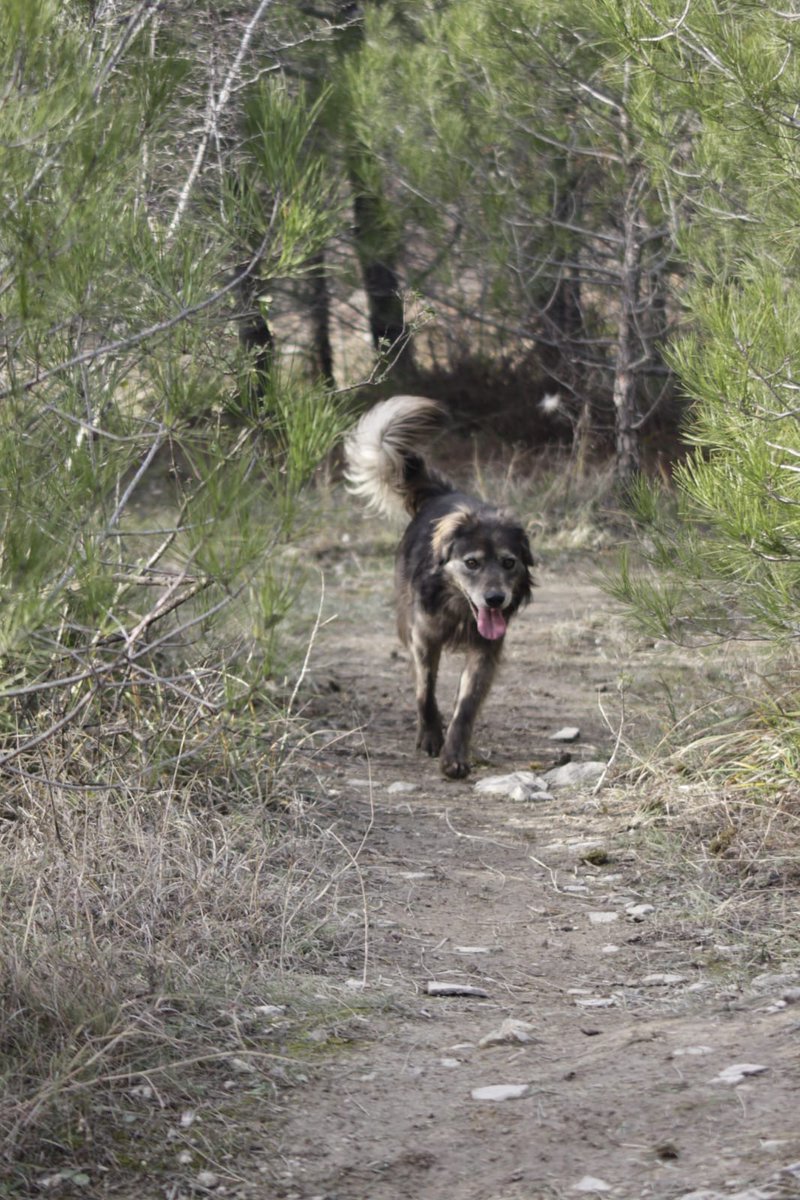 Еще принесла вас несколько фотографий Дымка. Он такой красивый парень, решили его дополнительно отфоткать, вдруг кому западет в душу.