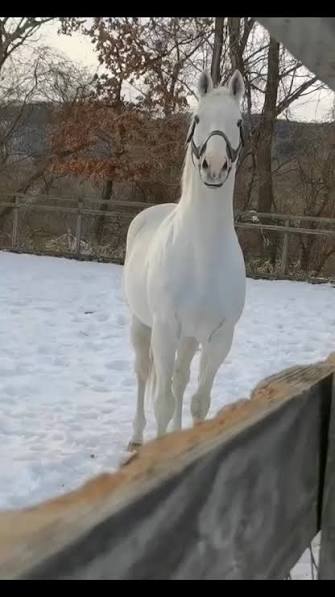 Lumi_Express's tweet image. IRL Vs Vtuber