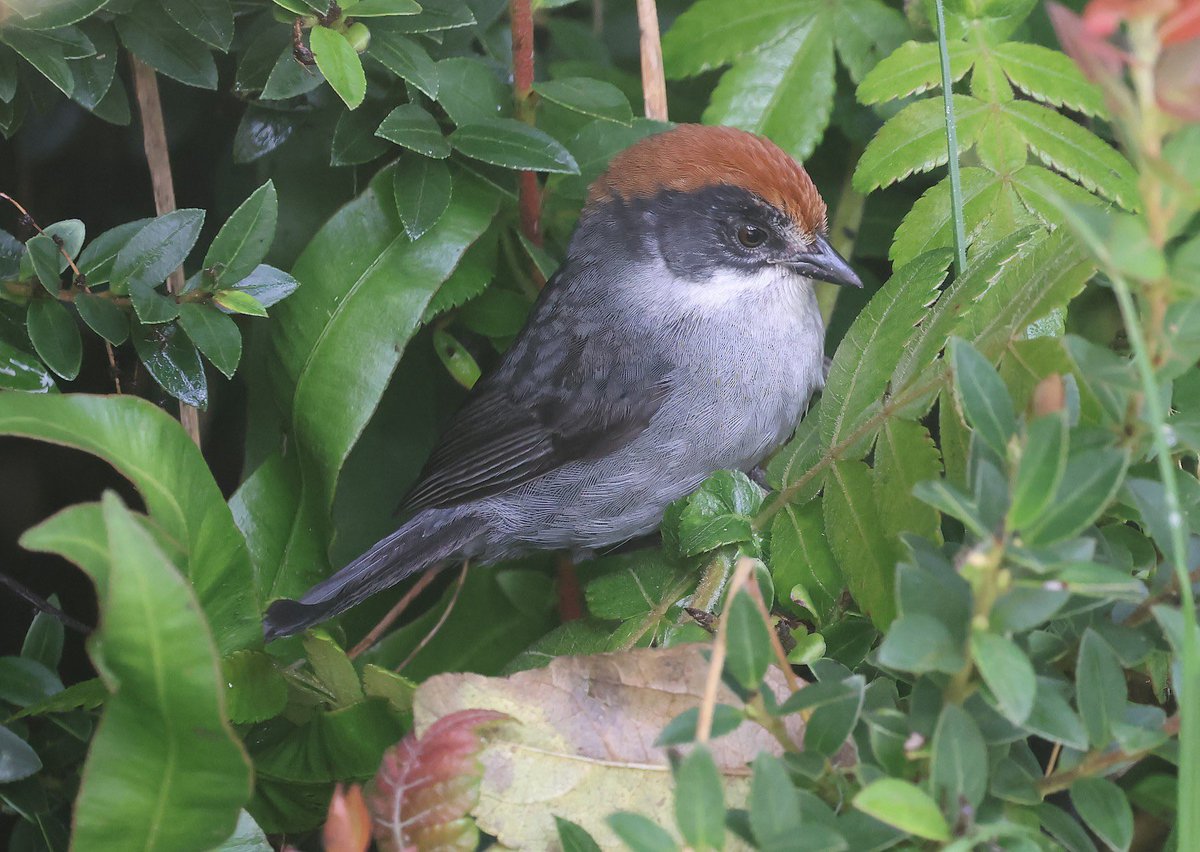 Antioquia Brush Finch rediscovered in 2018, I saw a few near Medellin in November