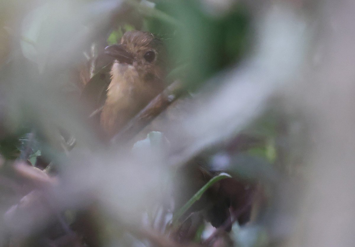 The undescribed Paisa Antpitta done its best to remain hidden but easy enough to see with the thermal