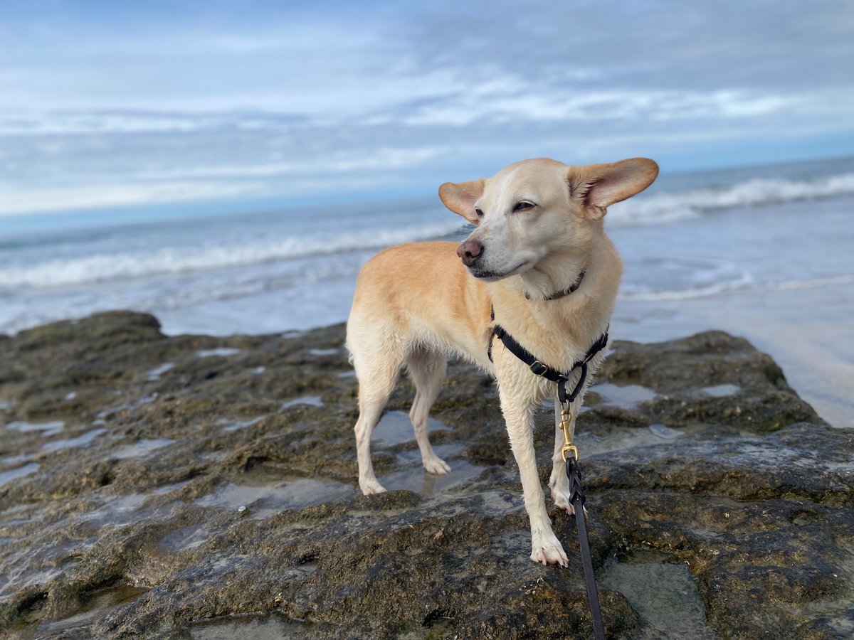 Joe Gibbs Politz tweet media