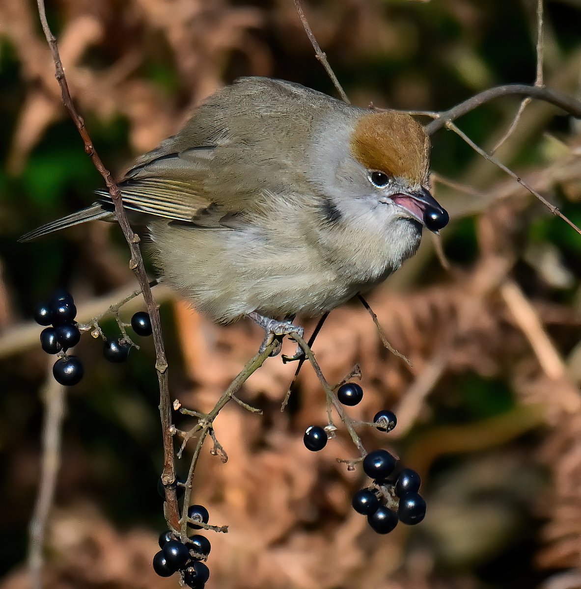 CarlBovisNature's tweet photo. Female Blackcap with berry! 😍
 (Does anyone know what kind of berry? 🤔)
Taken yesterday at RSPB Ham Wall in Somerset. 😊🐦 https://t.co/cXuQoVVCiU