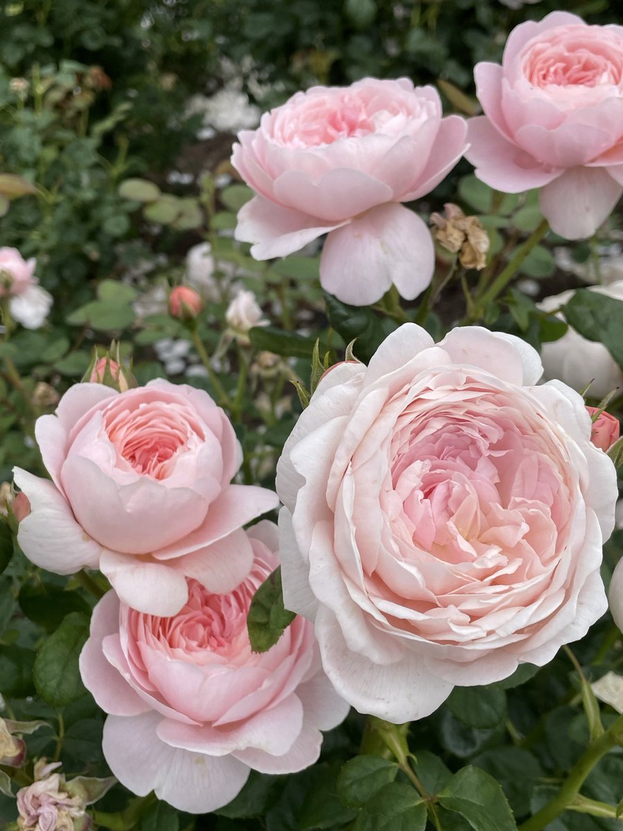 ZカズミRS (@Z1kS8n) / Posts / X