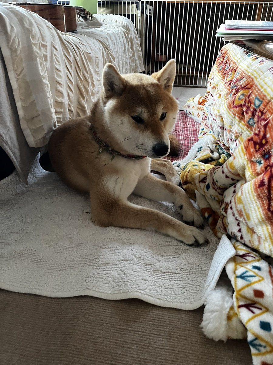 柴犬こめ1歳 (@shibainukome) / Posts and Replies / X