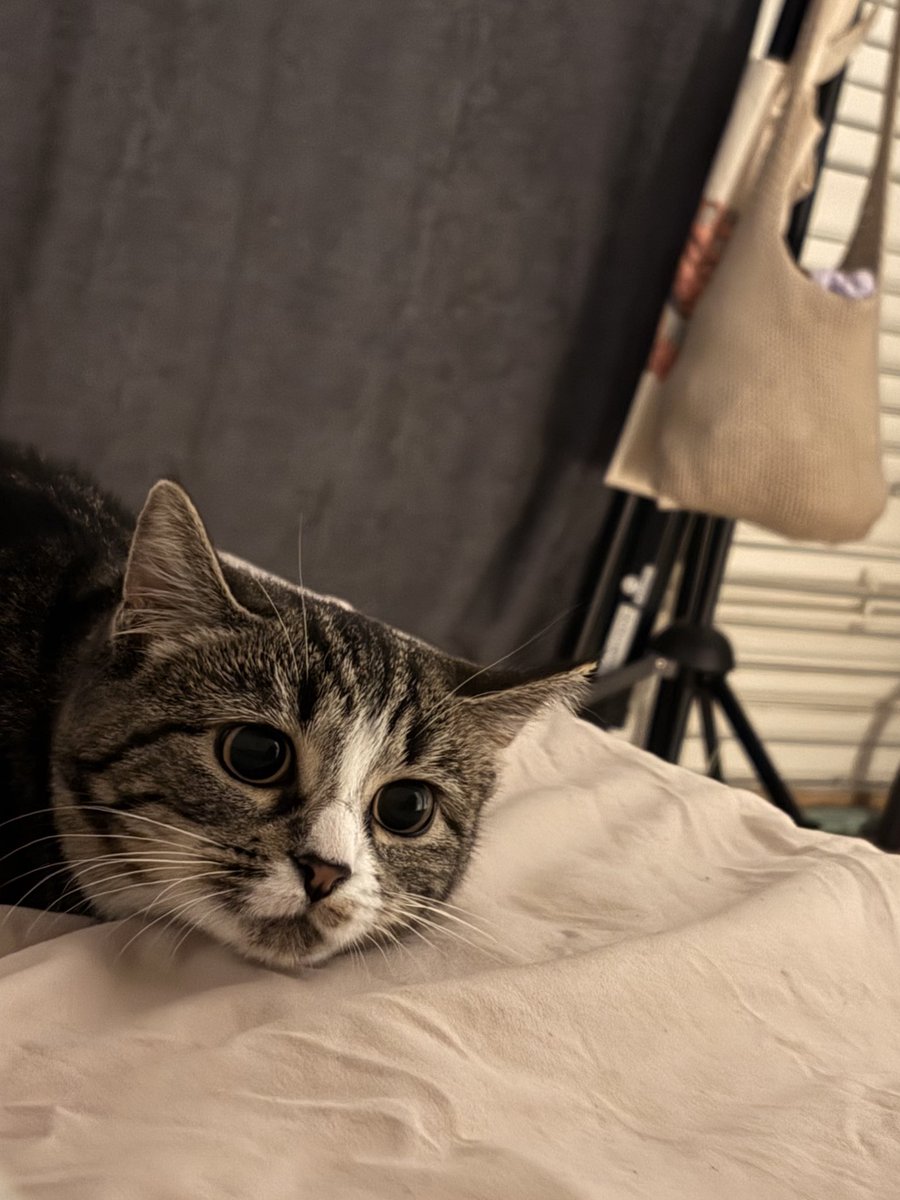 camillee111's tweet image. mon chat poté