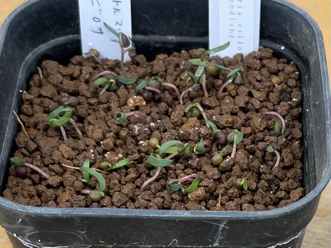 なべりん ぷらんつ【公式】 (@naberin99) / Posts / X