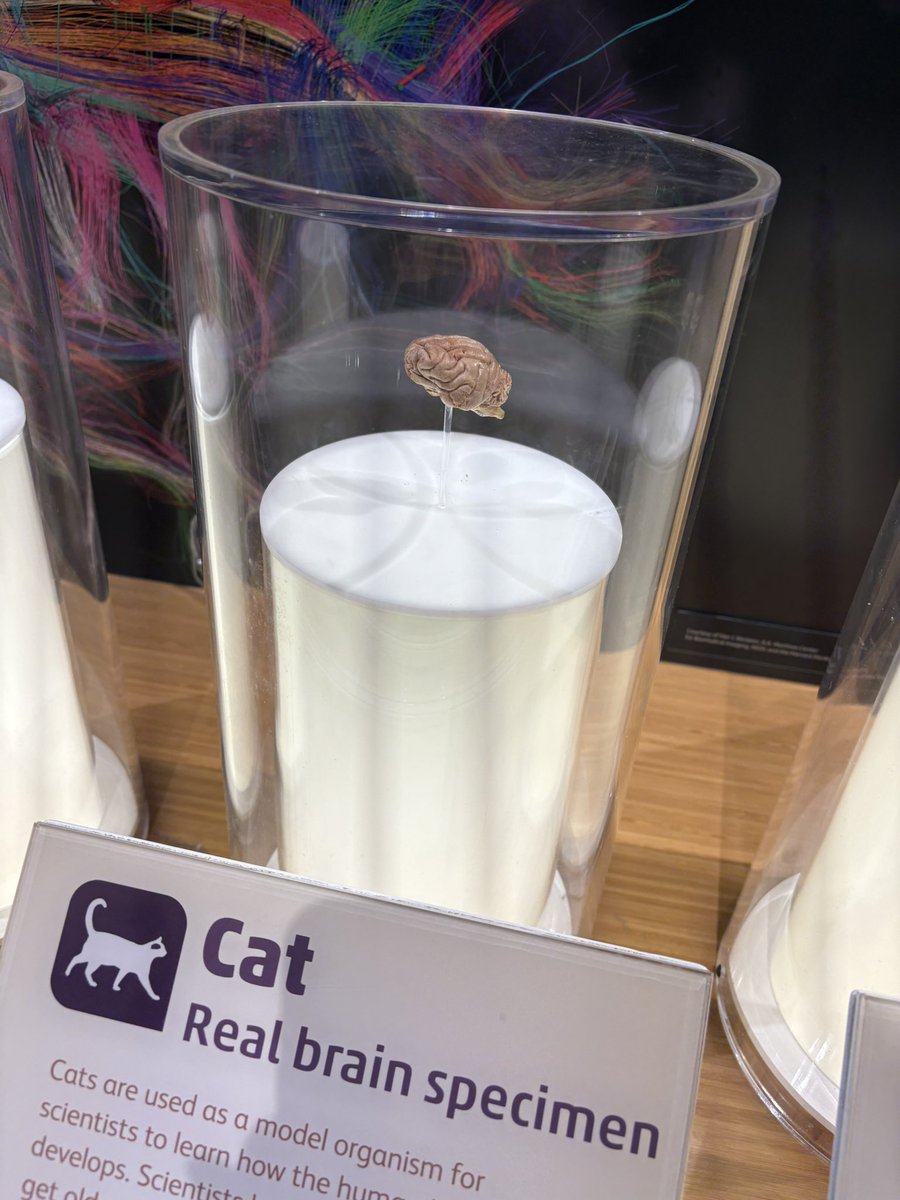 lady_tara's tweet image. Okay guys which one of Yu left ur brain at Boston Museumb of Science !?