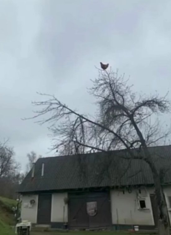 Sajadi (@_sajadi_) on Twitter photo 