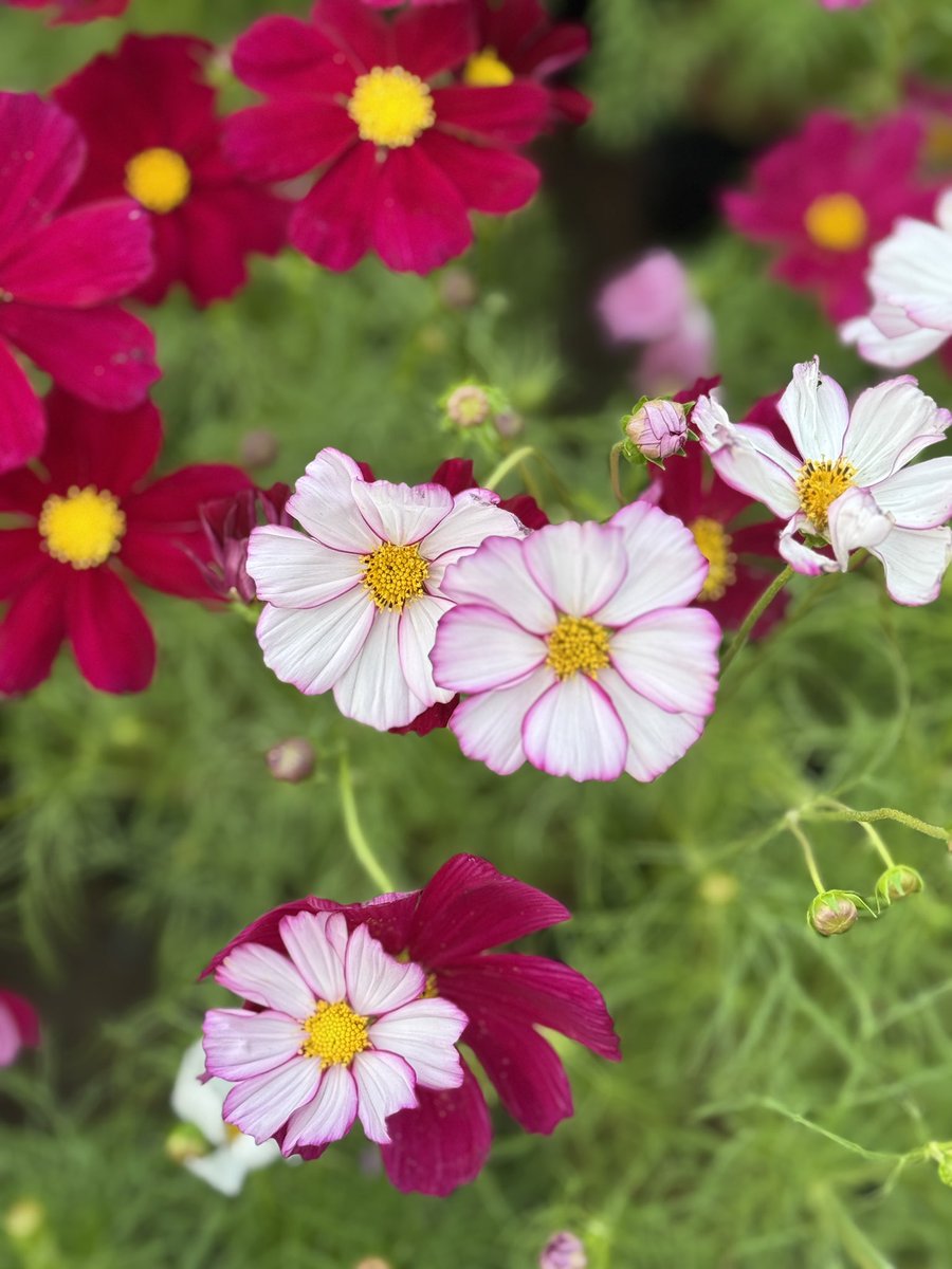 วันอาทิตย์แล้ว เร็วมาก ยังมีวันนี้อีกวันที่ได้พัก พรุ่งนี้ต้องใช้ชีวิตทำงานทำการ รีบไปแต่เช้า #สวัสดีชาวทวีตตี้X