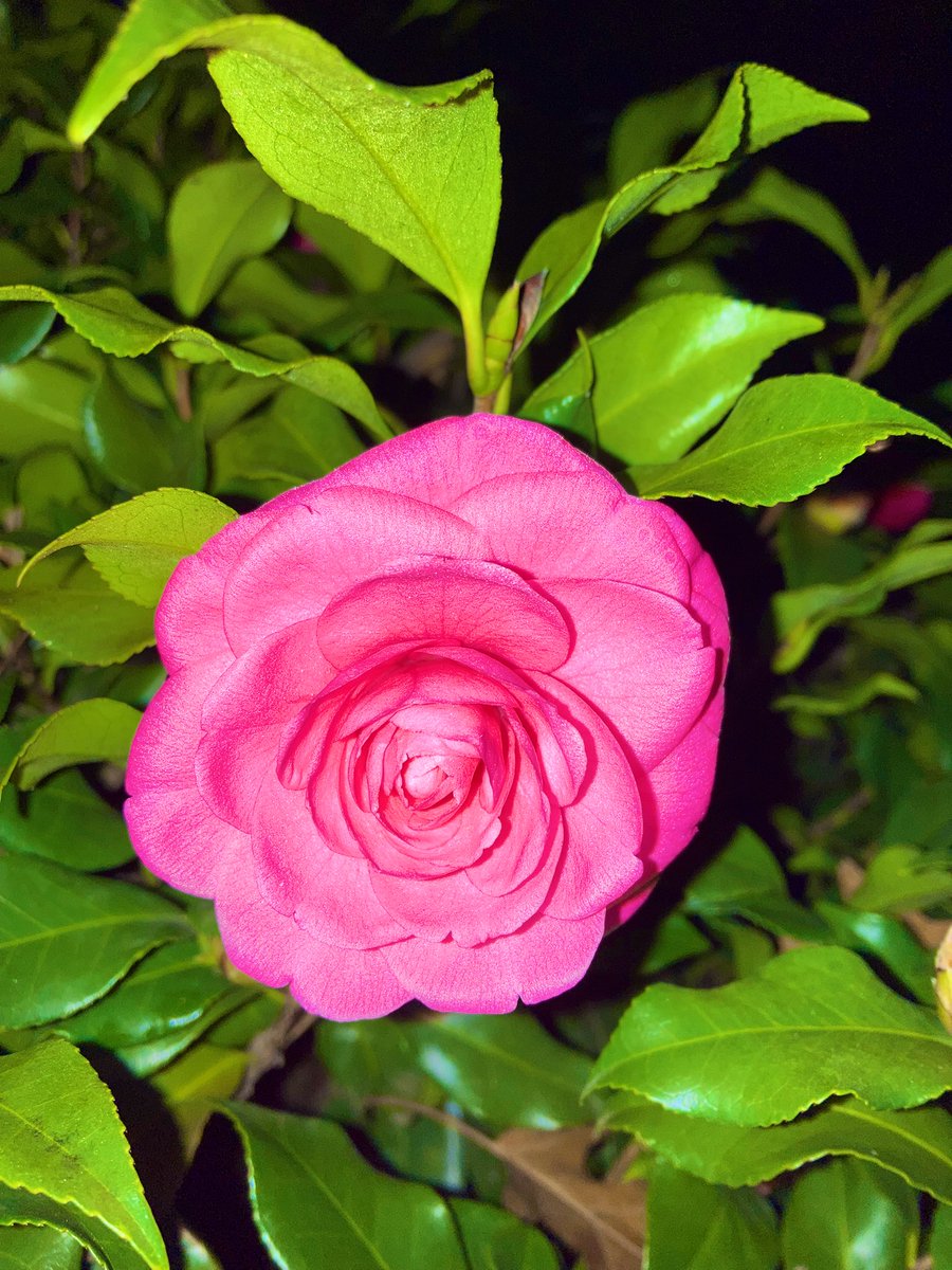 strollingwalker's tweet image. What colors today in Birmingham!