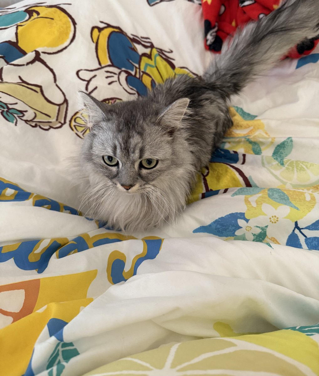 みーこ (@mikeeneko) / Posts / X