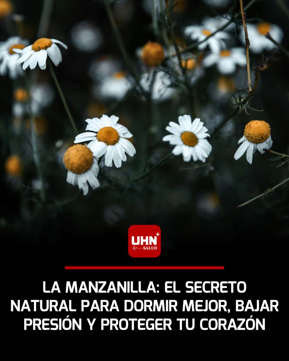 🩺‼️ | REMEDIO NATURAL — La manzanilla no solo mejora el sueño y reduce la ansiedad gracias a la apigenina, un compuesto calmante, sino que también baja la presión arterial por su efecto vasodilatador, según The Independent, UCLA Health y la Asociación Estadounidense del Corazón.