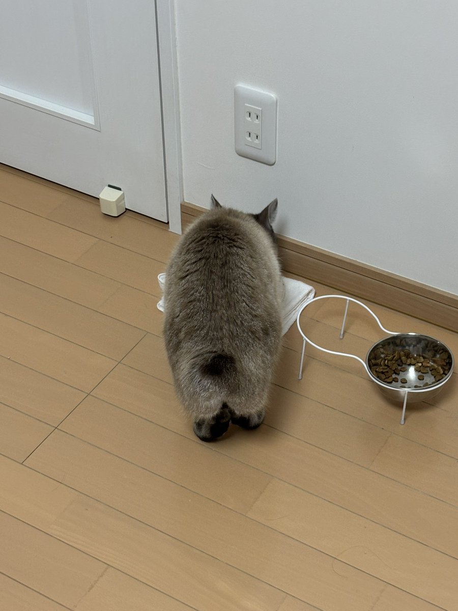 後ろ姿モコモコすぎるな