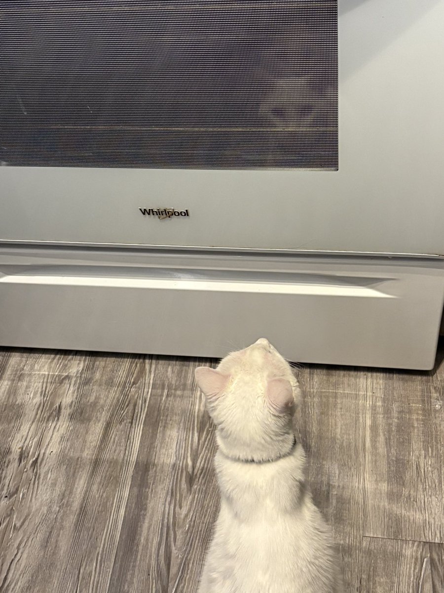 blackspurgoods's tweet image. My cat is obsessed with his reflection in the oven, so I sculpted it out of felt.