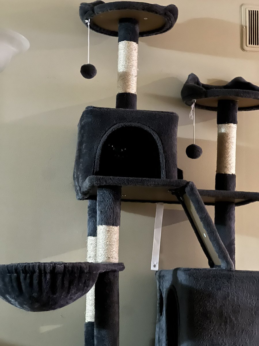 Nooshkin's tweet image. 🎶 it always feels like
Somebody’s watching me…🎶