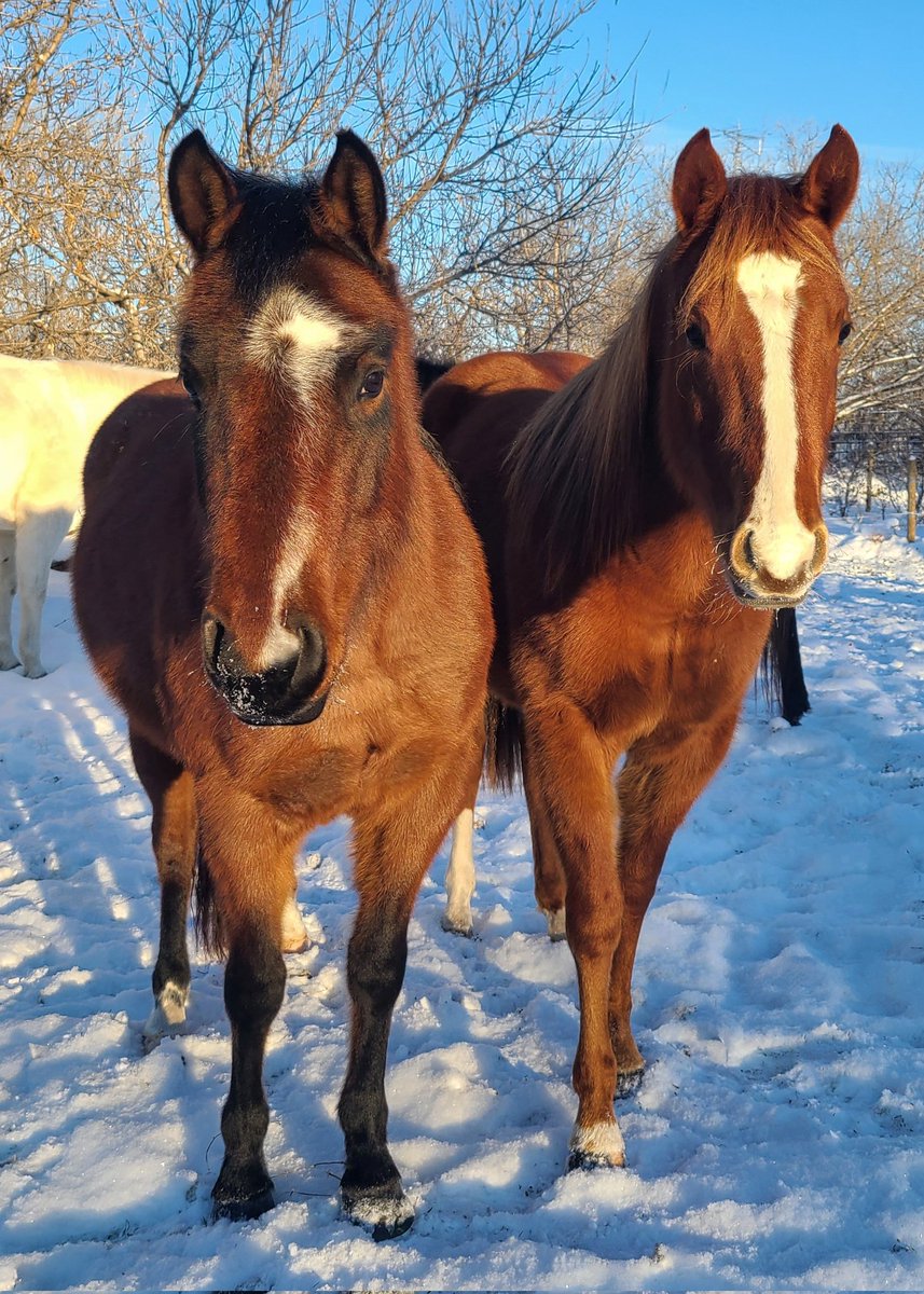 JBMEquiFarms's tweet image. Sisters 

According to the horse calendar (where they age up January 1st) 

#Ruby is now 2 
#Opal is now 4 

#WhosOnFirst 
#EddysGingerSnap