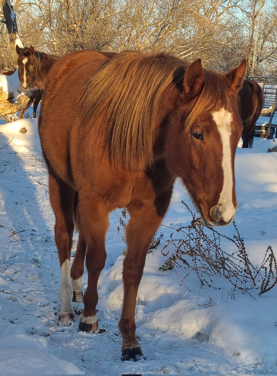 JBMEquiFarms's tweet image. Sisters 

According to the horse calendar (where they age up January 1st) 

#Ruby is now 2 
#Opal is now 4 

#WhosOnFirst 
#EddysGingerSnap