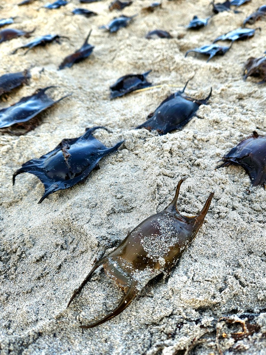 Sandlarks tweet media