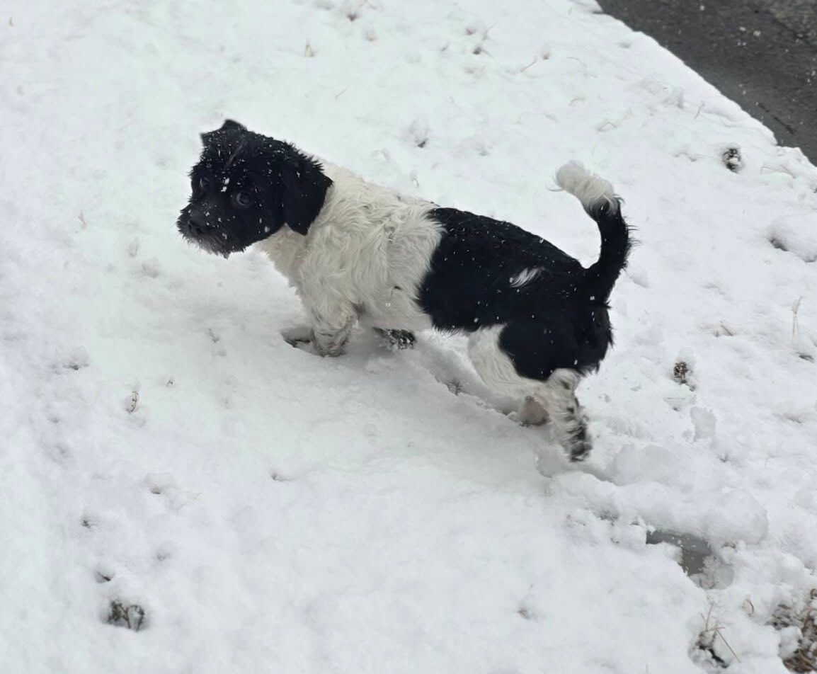 Lost dog alert:
Oreos been missing since January 2, 2026 around 6:20-700pm 
Sprinted out the backyard
Last was on Bellavue Ave near demolished school Gilbert Middle
#Providence #RI
Mssg asap with any sightings: buff.ly/Ji9s4v0
#Rhodeisland #PVD #Oceanstate #Lostdog