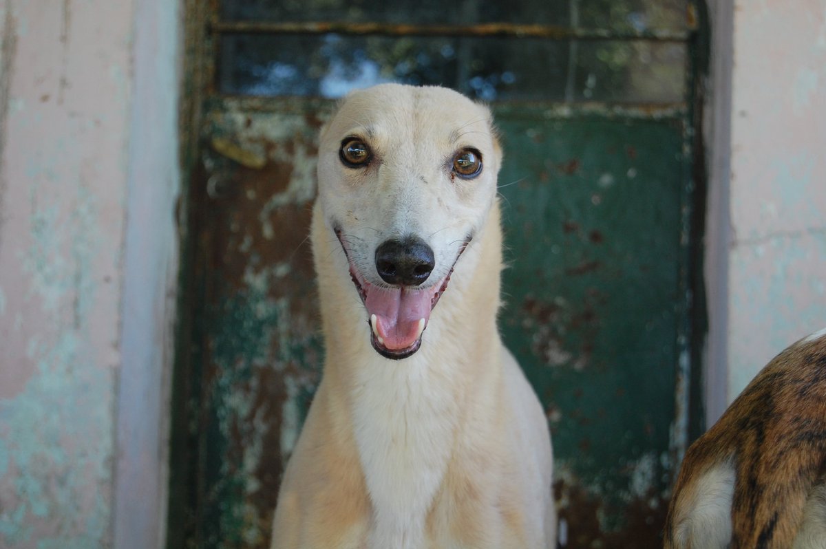 Mirada De Galgo tweet media