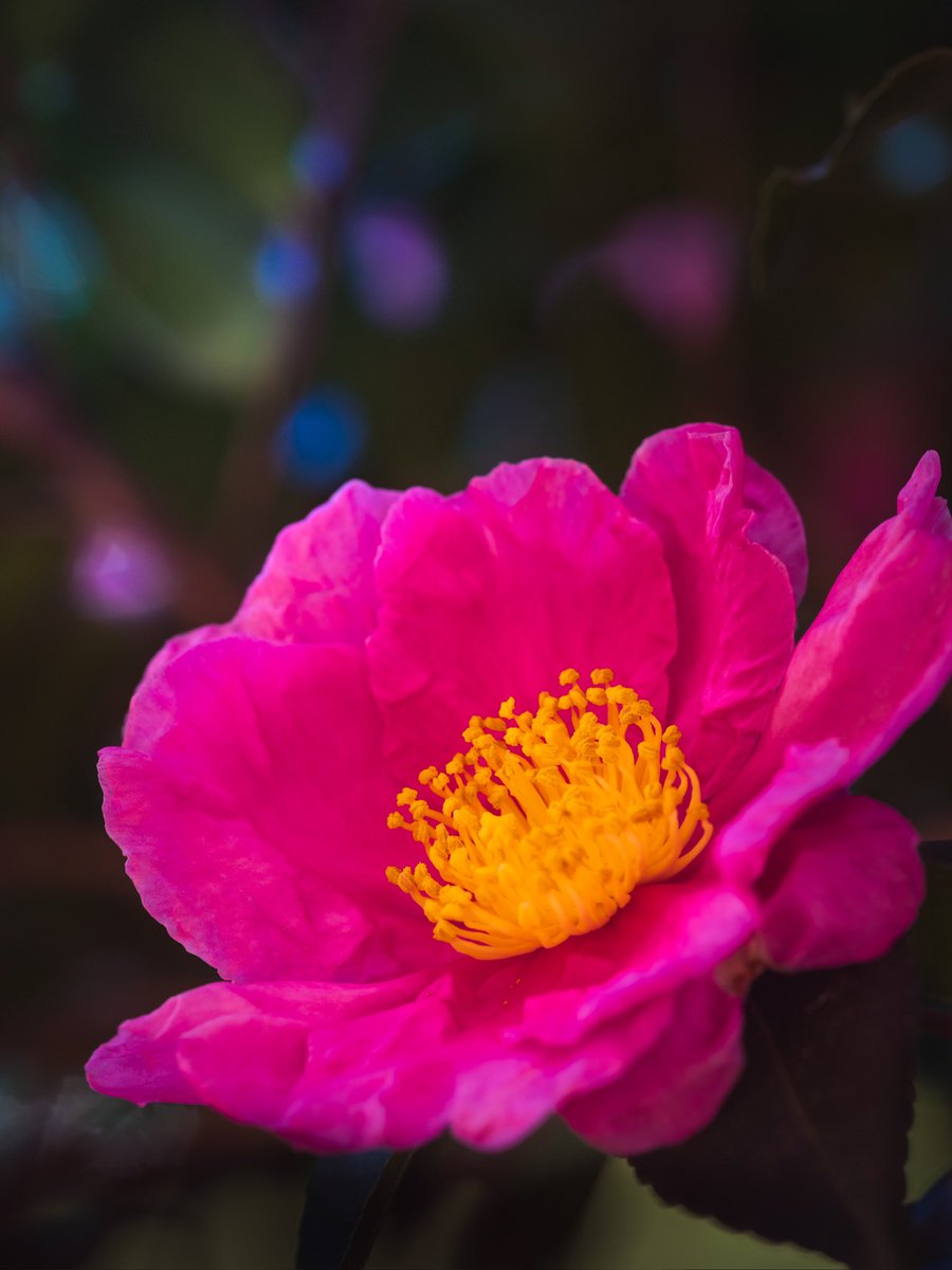 takao_camera's tweet image. 七福神

山茶花が咲いていました。シチフクジンという江戸時代から続く古典園芸種です。ツバキ科。11代将軍、徳川家斉が山茶花を特に好み、栽培が盛んになったと言われています。 
花言葉は、謙譲。