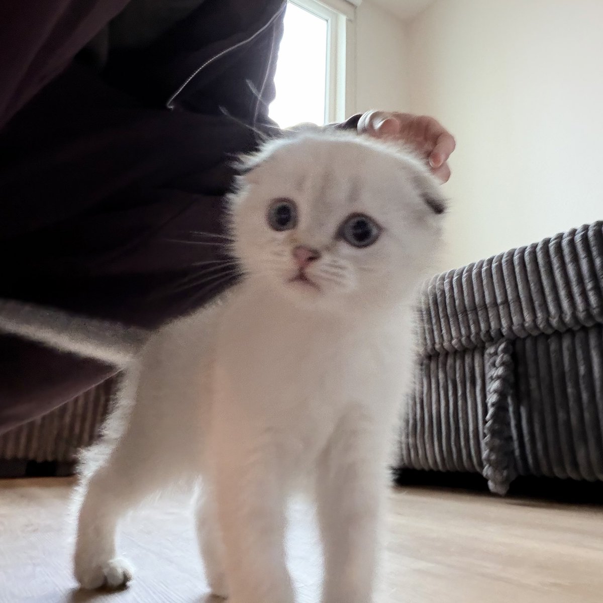 huqooo's tweet photo. he pays rent in cuddles 🤍 https://t.co/kGlAwWHWky