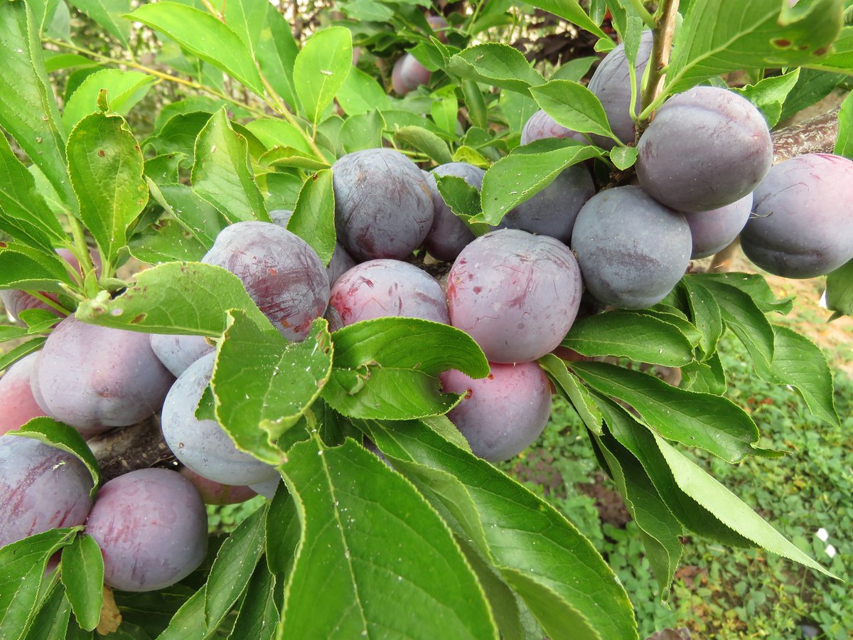 Colleen Zacharias tweet media