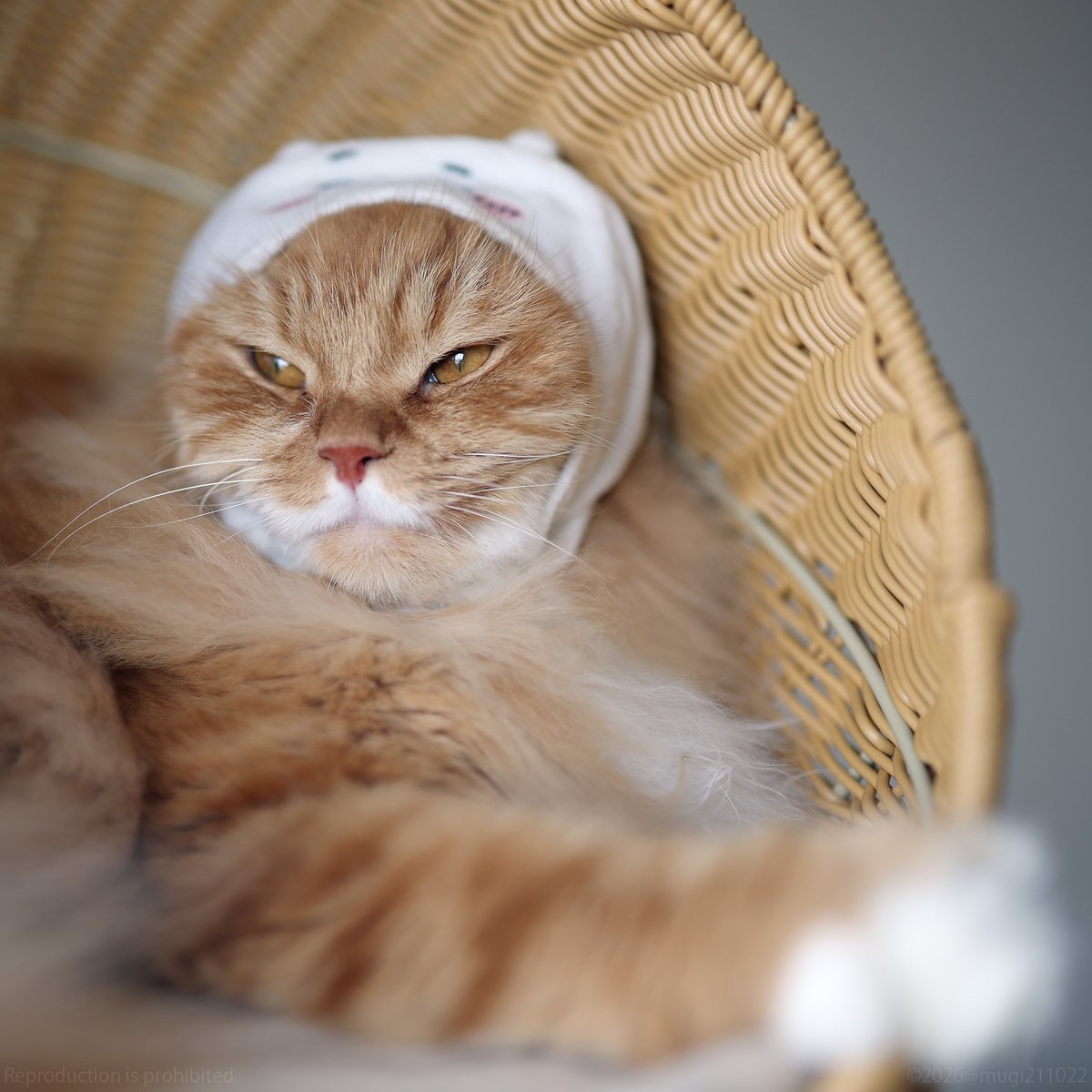 むぎの日常 (@mugi211022) / Posts / X