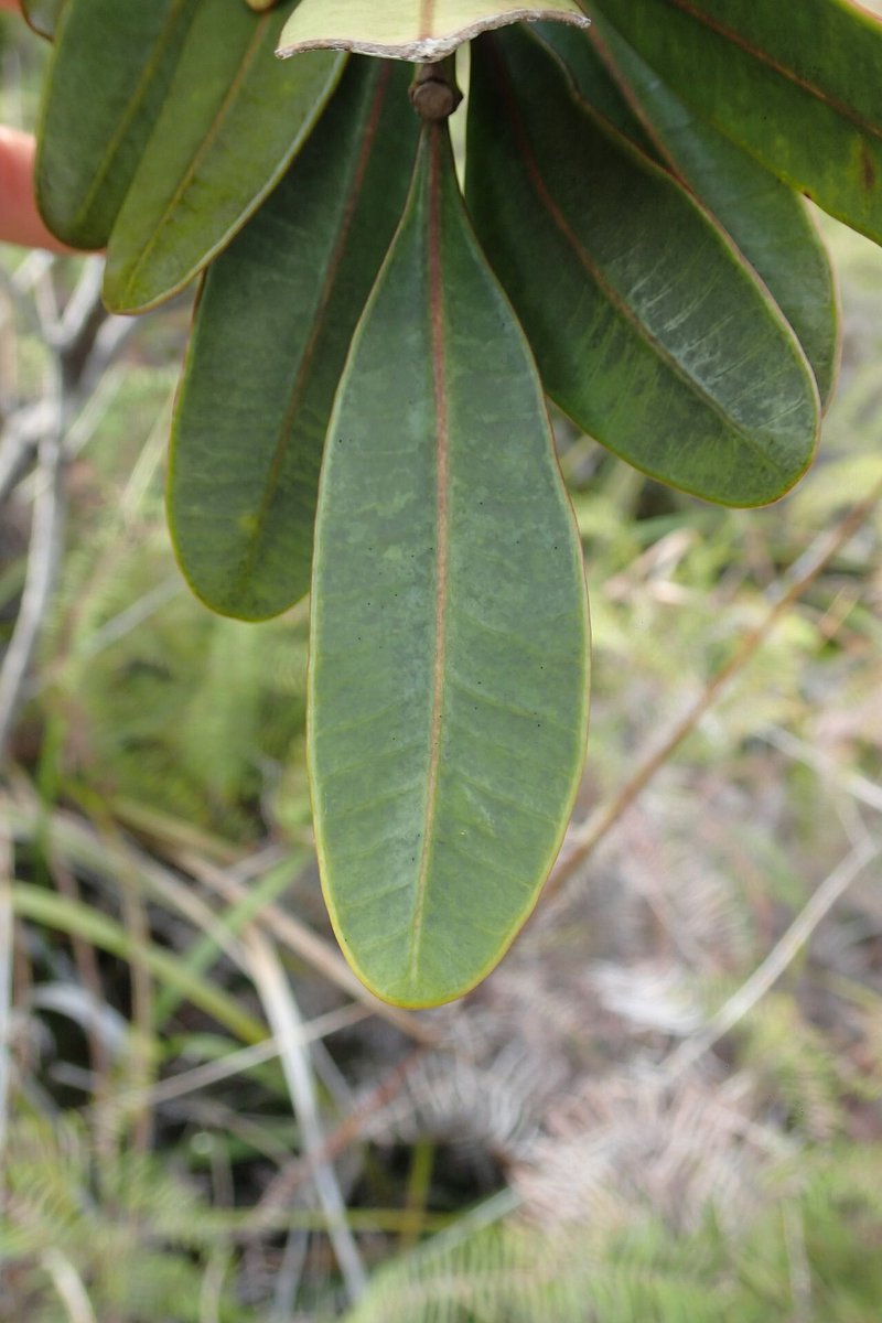 How to Propagate Thiollierea macrophylla  
propagate.one/how-to-propaga…