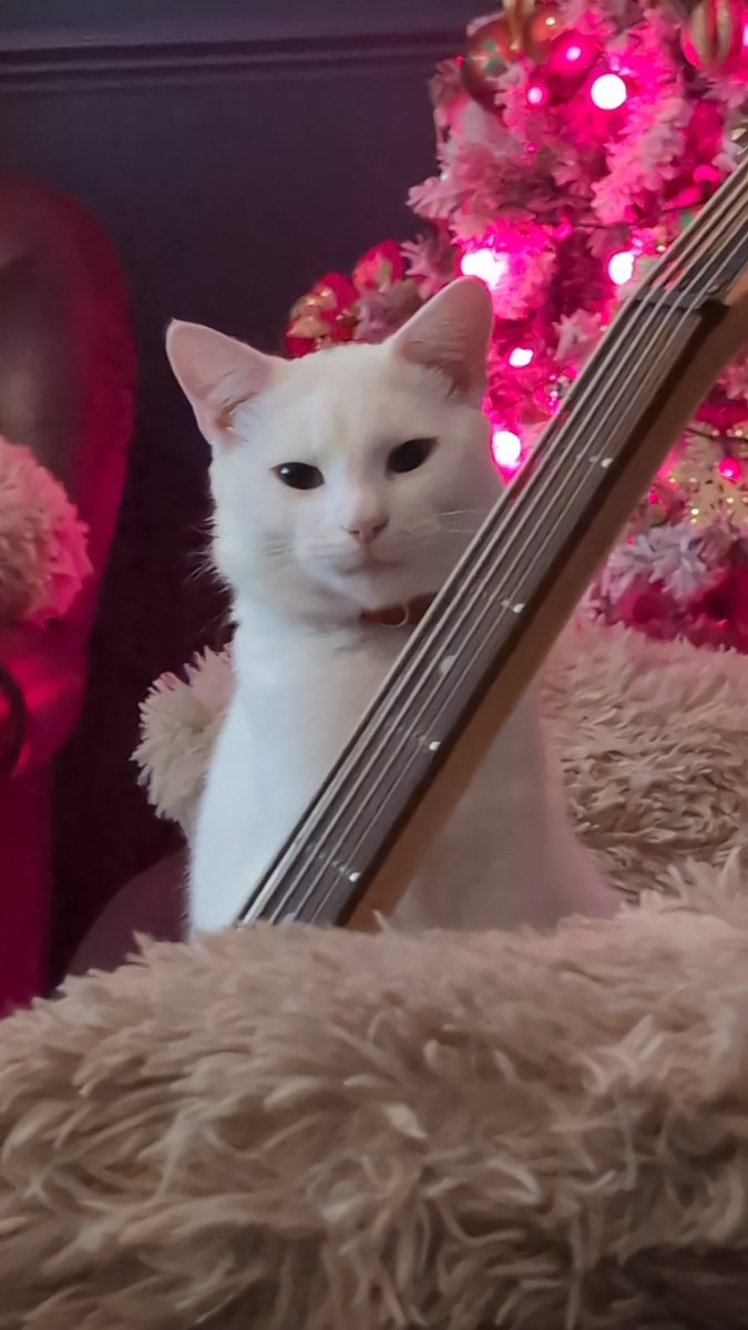 dappertogs's tweet image. Smudge wants to play bass