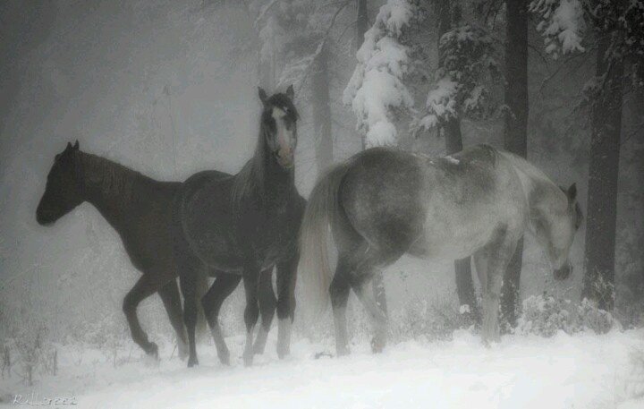 hîv. (@sorrrowfull) on Twitter photo 