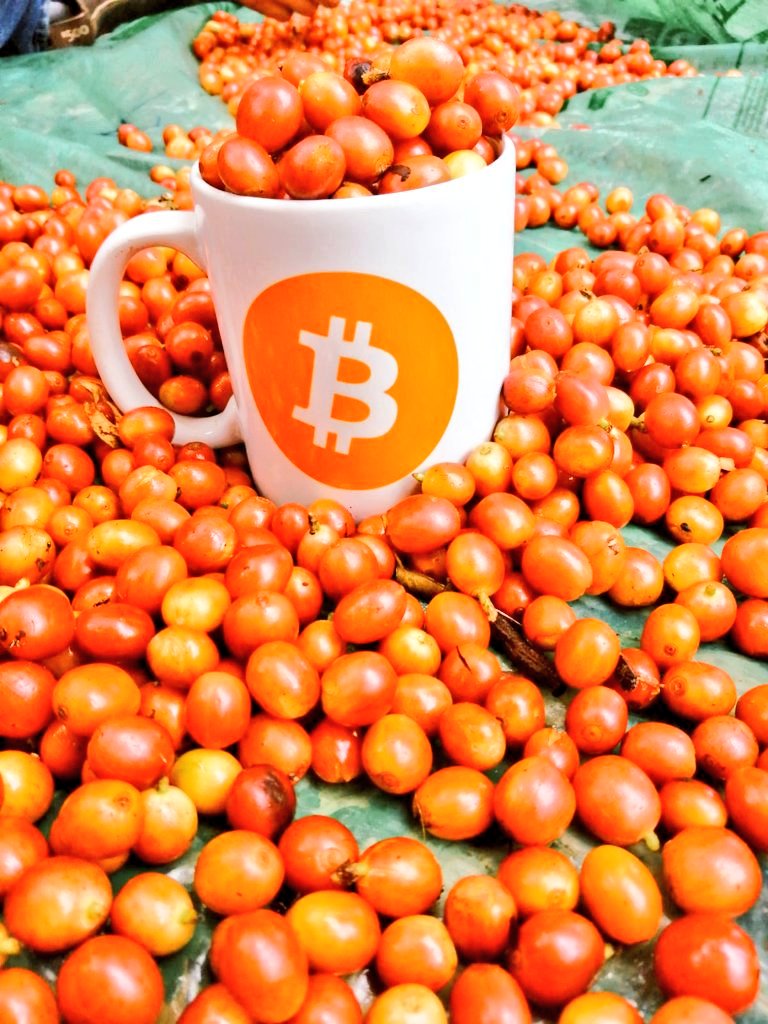 Cherito Specialty BitCafé Roasters 🇸🇻😎☕💊🍊 tweet media
