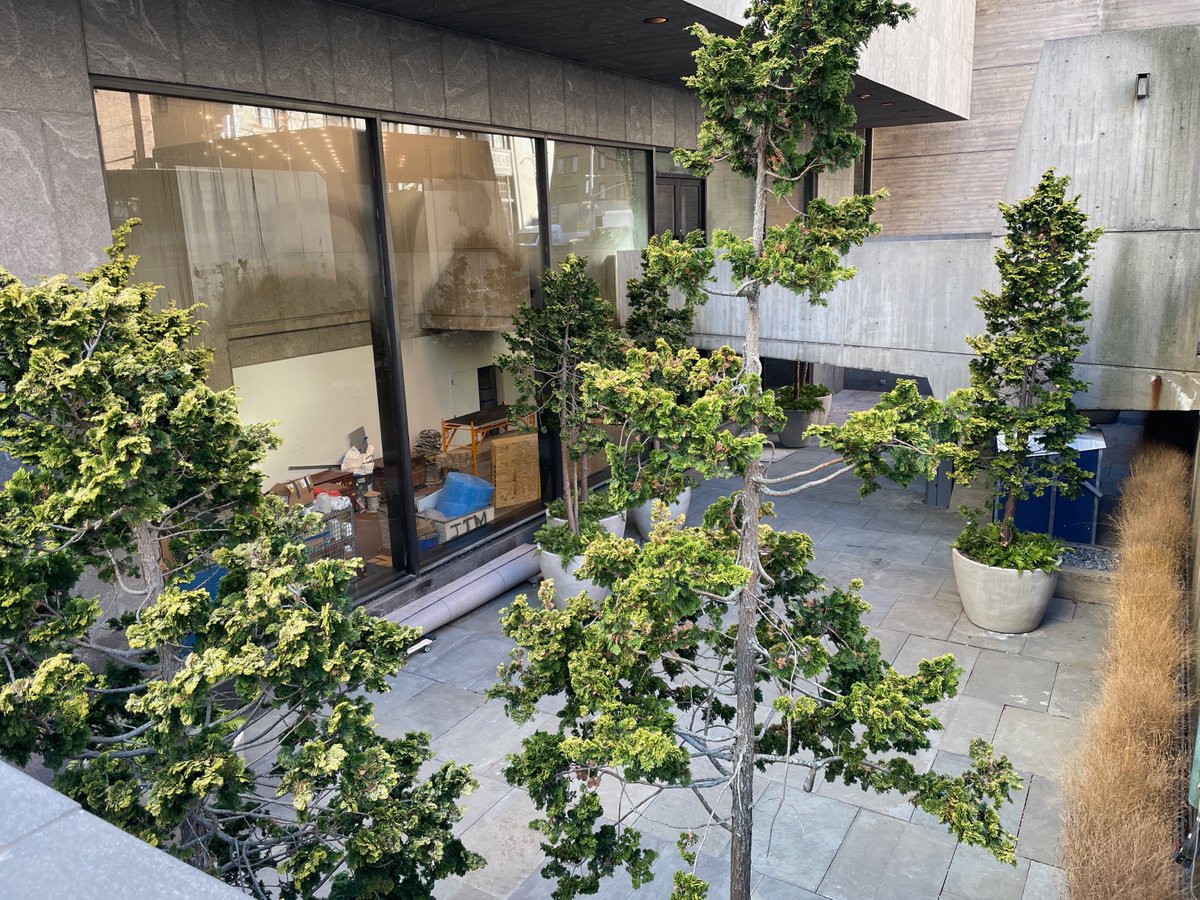 Hinoki Cypress at The Breuer, 2025