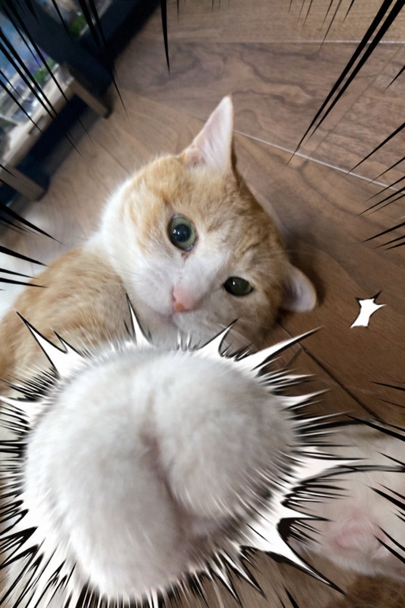 おはにゃん～🐾 世界よ、これが猫パンチだ！😆✨️